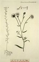 Achillée sternutatoire. Dessin d'identification. Cliquer pour agrandir l'image.