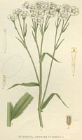 Achillée sternutatoire. Dessin d'identification. Cliquer pour agrandir l'image.