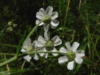 Achillée sternutatoire. Feuilles. Cliquer pour agrandir l'image.