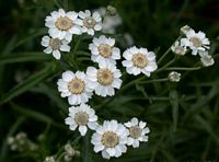 Achillée sternutatoire. Cliquer pour agrandir l'image.