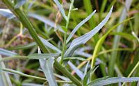 Achillée sternutatoire. Feuilles. Cliquer pour agrandir l'image.