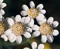 Achillée sternutatoire. Cliquer pour agrandir l'image.