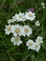 Achillée sternutatoire. Cliquer pour agrandir l'image.