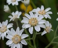 Achillée sternutatoire. Cliquer pour agrandir l'image.