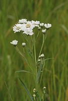 Achillée sternutatoire. Cliquer pour agrandir l'image.