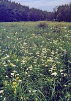 Achillée sternutatoire. Habitat. Cliquer pour agrandir l'image.