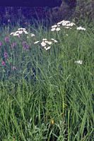 Achillée sternutatoire. Plante. Cliquer pour agrandir l'image.