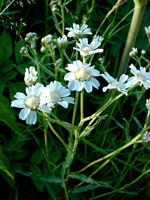 Achillée sternutatoire. Cliquer pour agrandir l'image.