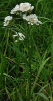 Achillée sternutatoire. Cliquer pour agrandir l'image.