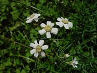 Achillée sternutatoire. Fleurs. Cliquer pour agrandir l'image.