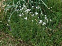 Achillée sternutatoire. Plantes. Cliquer pour agrandir l'image.