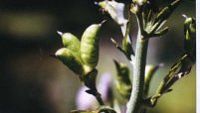 Aconit napel. Fruits. Cliquer pour agrandir l'image.