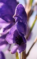 Aconit napel. Fleur. Cliquer pour agrandir l'image.