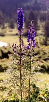 Aconit napel. Plantes. Cliquer pour agrandir l'image.