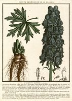 Aconit napel. Planche d'identification. Cliquer pour agrandir l'image.