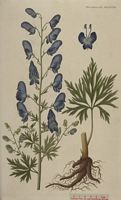 Aconit napel. Planche d'identification Flora danica. Cliquer pour agrandir l'image.