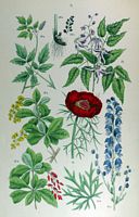 Aconit napel. Planche d'identification Hoffmann. Cliquer pour agrandir l'image.