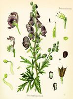 Aconit napel. Planche d'identification Koehler. Cliquer pour agrandir l'image.