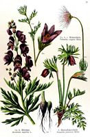 Aconit napel. Planche d'identification Losch. Cliquer pour agrandir l'image.