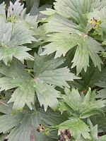Aconit tue-loup. Cliquer pour agrandir l'image. Aconit tue-loup. Cliquer pour agrandir l'image.