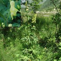 Aconit tue-loup. Cliquer pour agrandir l'image.