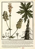 Aconit tue-loup. Planche d'identification. Cliquer pour agrandir l'image.