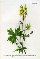 Aconit tue-loup. Planche d'identification Oltmanns. Cliquer pour agrandir l'image.
