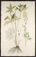 Aconit tue-loup. Planche d'identification Jacquin. Cliquer pour agrandir l'image.