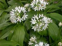 Ail des ours. Cliquer pour agrandir l'image.