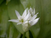 Ail des ours. Cliquer pour agrandir l'image. Ail des ours. Cliquer pour agrandir l'image.