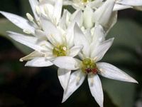 Ail des ours. Cliquer pour agrandir l'image.