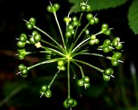 Ail des ours. Fruits. Cliquer pour agrandir l'image.