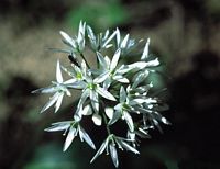 Ail des ours. Cliquer pour agrandir l'image.