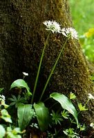 Ail des ours. Cliquer pour agrandir l'image.