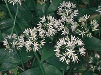 Ail des ours. Cliquer pour agrandir l'image.