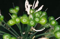Ail des ours. Fruits. Cliquer pour agrandir l'image.
