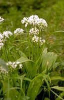 Ail des ours. Cliquer pour agrandir l'image.