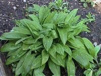 Ail des ours. Plante. Cliquer pour agrandir l'image.