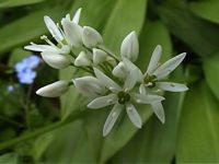 Ail des ours. Fleurs. Cliquer pour agrandir l'image.