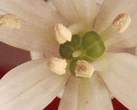Ail des ours. Pistils. Cliquer pour agrandir l'image.