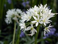 Ail des ours. Cliquer pour agrandir l'image.