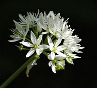 Ail des ours. Cliquer pour agrandir l'image.