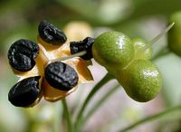Ail des ours. Fruits. Cliquer pour agrandir l'image.