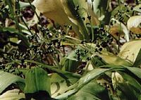 Ail des ours. Fruits. Cliquer pour agrandir l'image.