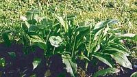 Ail des ours. Plantes. Cliquer pour agrandir l'image.