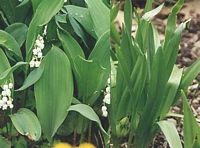Ail des ours. Et muguet. Cliquer pour agrandir l'image.