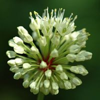 Ail des ours. Allagnat. Cliquer pour agrandir l'image.