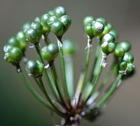 Ail des ours. Graines vertes, puy kilian. Cliquer pour agrandir l'image.