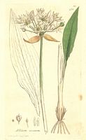 Ail des ours. Planche d'identification. Cliquer pour agrandir l'image.