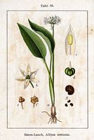 Ail des ours. Cliquer pour agrandir l'image. Ail des ours. Cliquer pour agrandir l'image.
